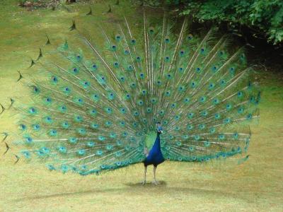 孔雀, 尾羽, 羽毛, 鸟, 自然, 蓝色, 多彩