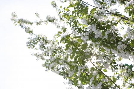 白色, 樱花, 树木, 分支机构, 自然, 分公司, 树