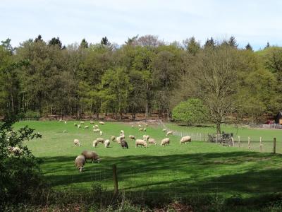羊, 羔羊, 白羊, 自然, 草, 草甸, 哺乳动物