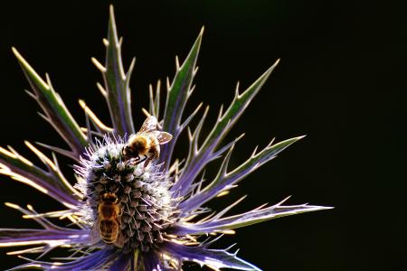 水飞蓟, 花, 植物, 蜜蜂, 自然, 开花, 绽放