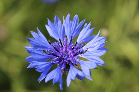 矢车菊, 蓝色的花, 尖尖的花, 开花, 绽放, 罂粟
