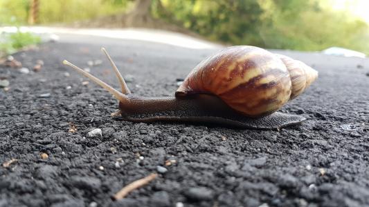 蜗牛, 缓慢, 动物, 小, 生活, 煤泥