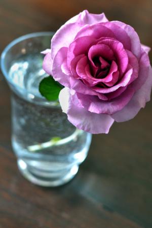 粉红色的玫瑰, 香, 花盆, 春天
