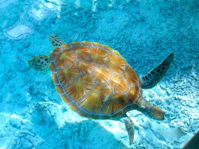 海龟, 环礁湖, 清澈的水, 假日, 海, 水肺潜水