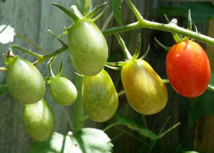 罗马西红柿, 新鲜, 有机, 花园, 番茄, 蔬菜, 食品