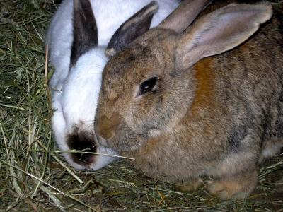 兔子, 动物, 自然, 干草