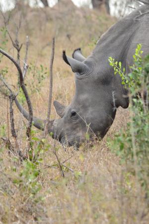 犀牛, 非洲, 萨凡纳, 南非