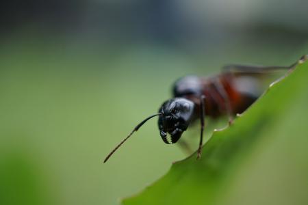 蚂蚁, 探头, 头, 关闭, 昆虫, 宏观, 自然