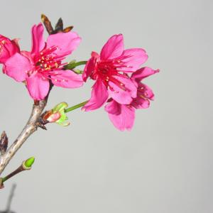 红罂粟, 春天, 新鲜, 花, 粉红色的颜色, 花瓣, 大自然的美