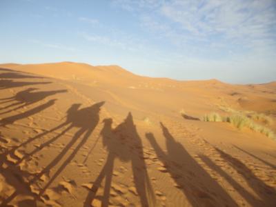 撒哈拉大沙漠, 沙子, 阴影, 单峰骆驼