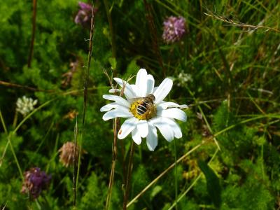 玛格丽特, 蜜蜂, 蜂蜜, 牧草, 花粉, 自然, 昆虫