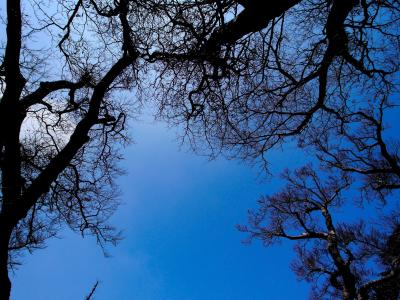 天空, 蓝色, 木材, 树, 自然, 森林, 分公司