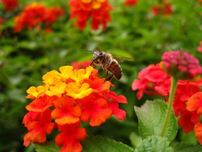马缨丹, 蜜蜂, 花, 昆虫, 颜色, 橙色, 黄色