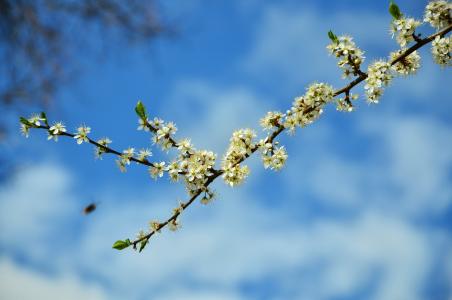 树上开花, 花, 春天, 分公司, 开花的树枝, 白色, 天空