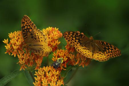 蝴蝶, 蝴蝶杂草, 橙色翅膀, 黑点, 模式, 昆虫, 昆虫