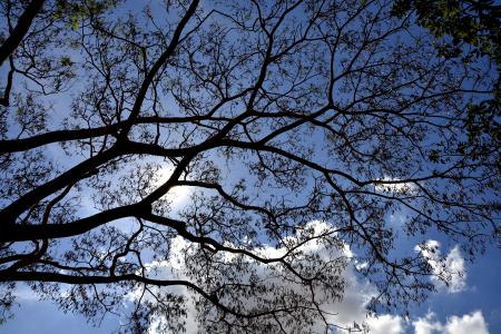 树, 叶子, 树枝, 天空, 云彩