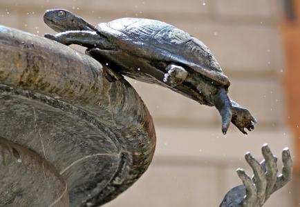 海龟, 来源, 罗马