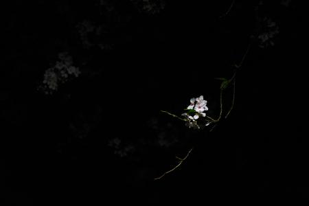 花, 黑暗, 樱桃, 晚上, 黑色背景, 没有人, 脆弱