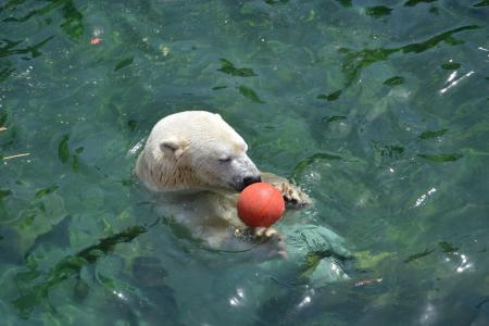 北极熊, 球, 水