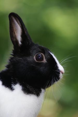 野兔, 兔子, 肖像, 黑色, 白色