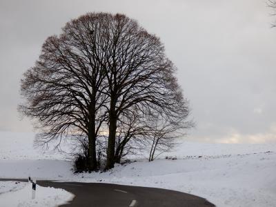 雪景, 树, 雪, 冬天, 冬季景观, 白色, 自然