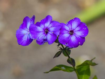 小小, 紫色, 花, 花园, 园艺, 特写, 自然
