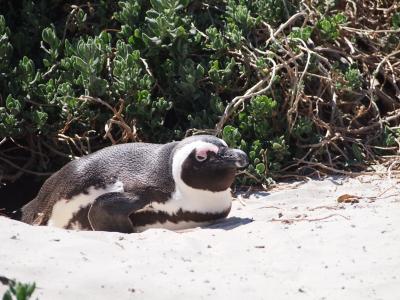 企鹅, 南非, 海角, 关注, 海滩, 预订, 动物