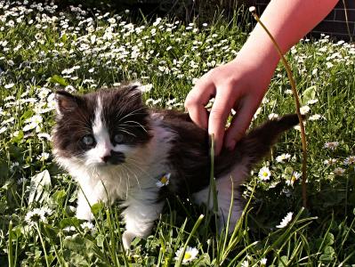 小猫, 黑色, 白色, 详细, 手, 草坪, 花园