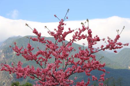 苍山县, 樱花, 春天, 植物, 自然, 树, 花