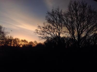 morgenstimmung, 天空, 树木, 剪影, 审美