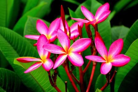 粉红色的花朵, 老挝联盟, 鸡蛋花式, 白色的花, 花卉园, 兰花, 粉色
