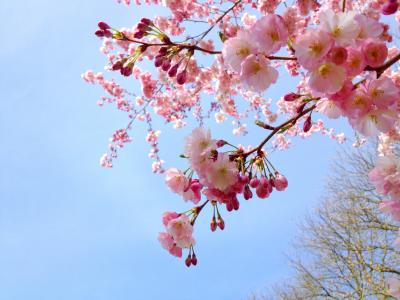 樱花, 樱桃, 树, 粉色, 春天, 日语, 赛季