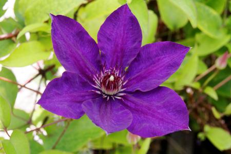 铁线莲, 紫罗兰色, 开花, 绽放, 花, 关闭, 紫色