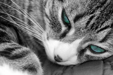 猫, 蓝色, 眼睛, 黑色和白色, 晶须