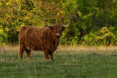高地牛肉, 牛肉, 苏格兰 hochlandrind, 牛, 牧场, 农业, 毛皮