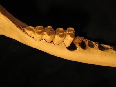 骨, 牙齿, 下巴, 骨架, 解剖, 牛, 磨牙