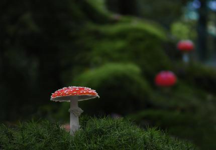 蘑菇, 森林, 有毒, moss fliegenpilz, 飞金顶, 松茸采摘, 森林蘑菇