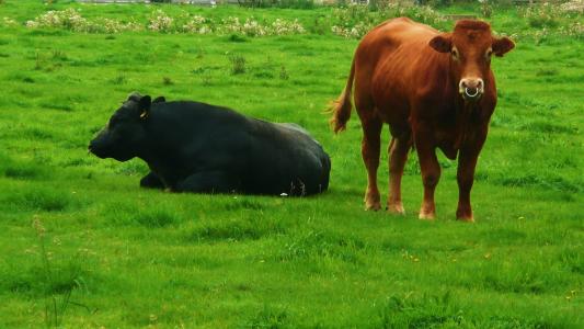 黑色, 棕色, 公牛, 公牛队, 绿色, 草, 牛