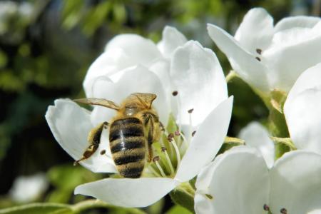 开花, 昆虫, 蜜蜂, 春天, 开花的树枝, 自然, 动物主题