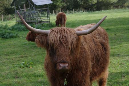 苏格兰高地牛, 苏格兰高地牛, 果皮, 草原, 绿色, 棕色, 毛皮