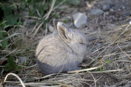 小兔子, 兔子, 动物, 自然, 可爱, 野生动物, 野生