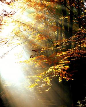 森林, 光, 秋天, 树木, 叶子, 颜色, 新光