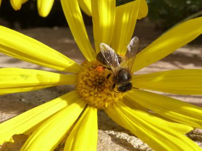 蜜蜂, 花粉, libar, 黛西