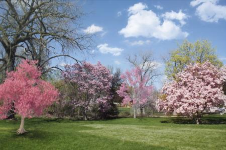 春天, 开花的树, 粉色, 自然, 花朵, 自然, 绽放