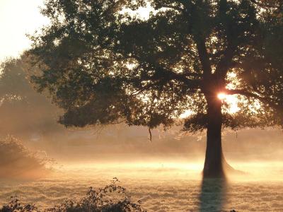 秋天, 雾, 太阳, 早上, 自然, 树