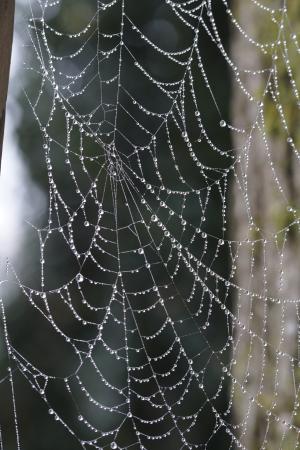蜘蛛网, 网络, 球网, 蛛形纲动物, 对称, 露珠, 滴灌