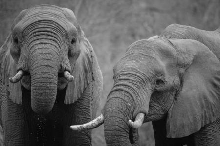 黑色和白色, 非洲, 动物, 大象, 大象, 在野外的动物, 野生动物