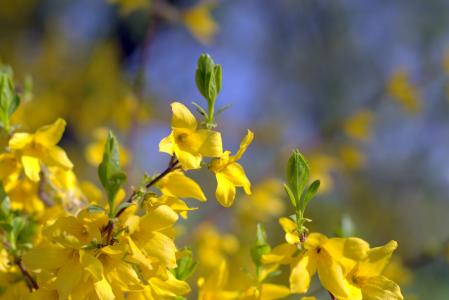花, 布什, 黄色, 春天, 自然, 开花, 植物区系