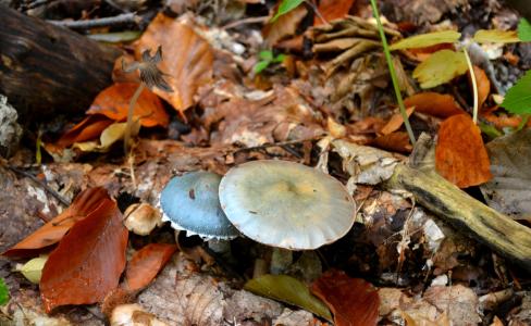 秋天, 蘑菇, 自然, 森林, 赛季, 棕色, 季节性