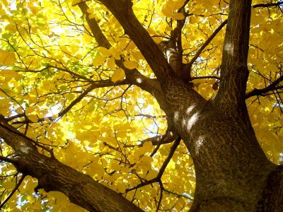 秋天, 木材, 人种学露天博物馆, 树, 叶, 自然, 黄色